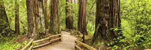 Forests Collection: Path Through Giant Redwoods, Muir Woods National Monument, California, USA