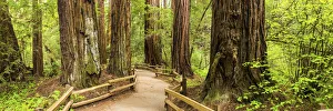 Path Through Giant Redwoods, Muir Woods National Monument, California, USA Path Through Giant Redwoods, Muir Woods National Monument, California, USA
