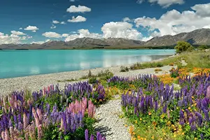 Path Through Lupins Along Lake Tekapo, South Island, New Zealand