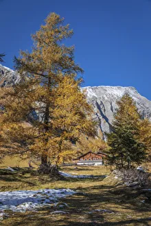 Osttirol Prints: Path through the old larch forest in Koednitztal