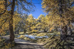 Path through the old larch forest in Koednitztal, Kals am Grossglockner, East Tyrol, Austria
