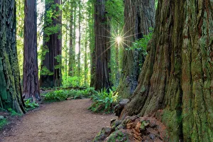 Footpath Prints: Path Through Redwoods, Jedediah Smith Redwoods State Park, California, USA