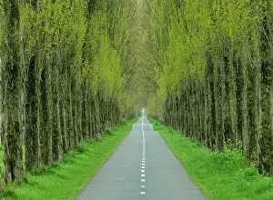 Groningen Prints: Path Through Trees, Groningen, Holland, Netherlands