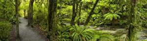 Rain Forest Collection: Path Through Tropical Rain Forest, The Catlins, New Zealand