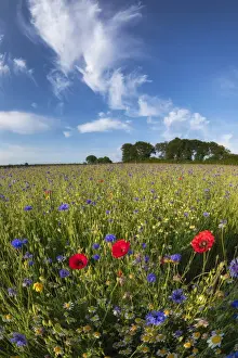 Cirrus Prints: Path through wildflower meadow with Chamomile (Chamaemelum nobile)