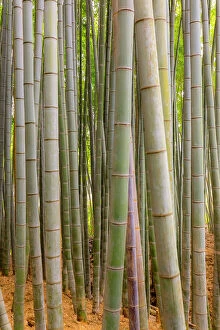 Kansai Collection: Pathway through the Bamboo Forest at Sagano, Arashiyama, Kyoto, Japan