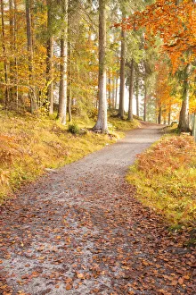 Flims Prints: Pathway in the forest during autumn. Flims, Switzerland, Europe