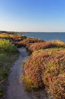 Heather Prints: Pathway through heather, Braderup, Sylt, Schleswig Holstein, Germany