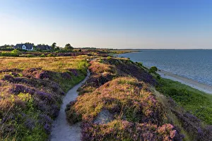 Heather Prints: Pathway through heather, Braderup, Sylt, Schleswig Holstein, Germany