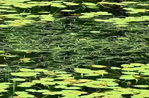 Pattern of aquatic vegetation in wetland North of Sioux Lookout, Ontario, Canada