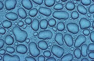 Window Frost Prints: pattern of rain drops on hood of car, Winnipeg, Manitoba, Canada