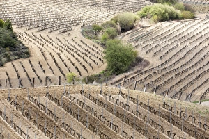 Alava Prints: A pattern of vines in the winter near Laguardia, Alava, Spain, Europe