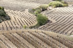 Images Dated 5th April 2017: A pattern of vines in the winter near Laguardia, Alava, Spain, Europe