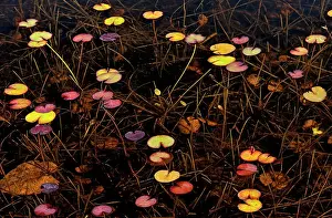 Water Lilies Prints: Pattern of water lilies Port Carling, Ontario, Canada