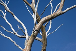 Overland Track Gallery: The patterned bark of gum trees on the Overland
