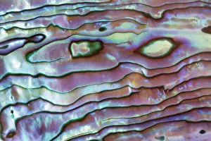 Shell Prints: Paua shell detail polished - Germany, Photo studio