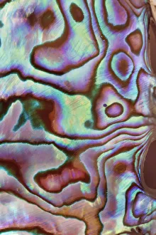 Paua shell detail polished - Germany, Photo studio
