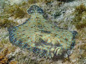 British West Indeis Prints: Peacock Flounder (Bothus lunatus), Grand Cayman, Cayman Islands, British West Indies