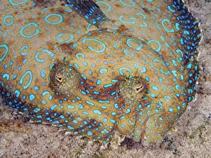 British West Indeis Prints: Peacock Flounder (Bothus lunatus), Grand Cayman, Cayman Islands, British West Indies