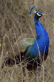 Peacock, Ranthambore National Park, Rajasthan, India, Asia