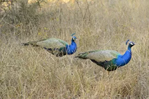 Ranthambore Prints: Peacock, Ranthambore National Park, Rajasthan, India, Asia