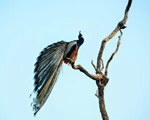 Images Dated 28th March 2019: Peacock, Uda Walawe National Park, Uva Province, Sri Lanka, Asia
