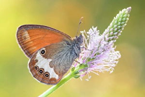Insects Prints: Pearly heath (Coenonympha arcania)