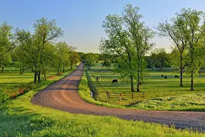 Oklahoma Prints: Pecan trees cattle near Route 66 ands 449 Ave dirt road, DePew, Oklahoma, USA