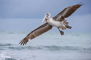 Images Dated 16th February 2023: Pelican in flight off the coast of Tulum, Quintana Roo, Yucatan peninsula, Mexico