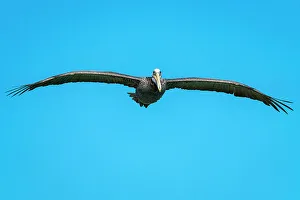 Provincia De Valparaiso Prints: Pelican flying against clear blue sky