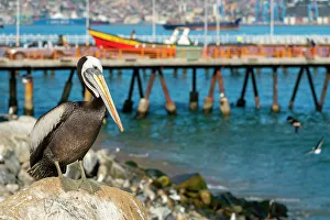 Provincia De Valparaiso Prints: Pelican perching on rock at beach