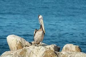 Pelican perching on rock, Caleta Higuerillas, Concon, Valparaiso Province, Valparaiso Region, Chile