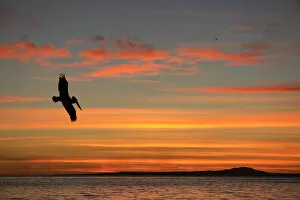 Pelican at sunrise, Sea of Cortez, La Ventanaz, Baja California, Mexico