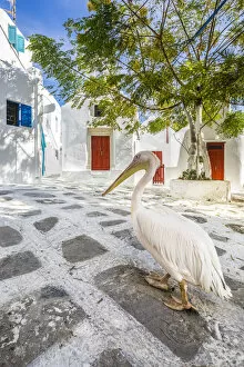 Images Dated 10th October 2018: Pelican wandering streets of Chora (Mykonos Town), Mykonos, Cyclades Islands, Greece