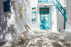 Pelican wandering streets of Chora (Mykonos Town), Mykonos, Cyclades Islands, Greece