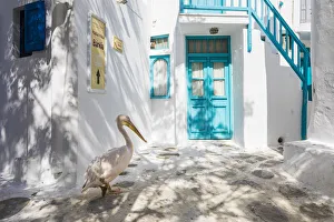 Pelican wandering streets of Chora (Mykonos Town), Mykonos, Cyclades Islands, Greece Pelican wandering streets of Chora (Mykonos Town), Mykonos, Cyclades Islands, Greece