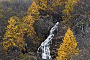 Larches Prints: Pellice Valley, Piedmont, Italy. Autumn in the piedmont valleys