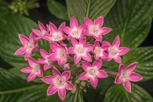 Blossoms Prints: Penta Blossoms, Costa Rica