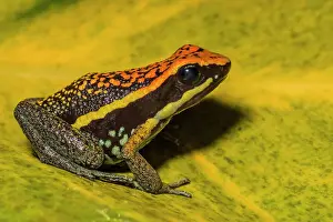 Captive Bred Prints: Peppered Poison Dart Frog (Ameerega pepperi) is endemic to tropical rainforests of Peru - captive bred
