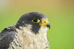 Falcon Prints: Peregrine Falcon (Falco peregrinus) - captive bred specimen