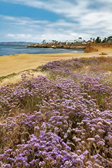 Americana Prints: Perez's Sea Lavender, Sunset Cliffs Natural Park, San Diego, California, USA