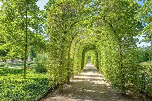 Tunnel Prints: Pergola made of beech trees in the Kleiner Tannenwald park in Bad Homburg