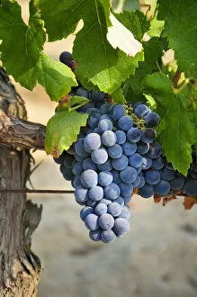 Periquita (Castelao) grape variety. Palmela, Portugal