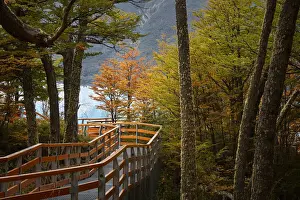 Perito Moreno Prints: The Perito Moreno boardwalk surrounded by a forest of lengas in autumn