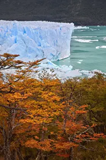 The Perito Moreno Glacier in autumn, with lengas trees in the foreground, Los Glaciares National Park, El Calafate, Argentina