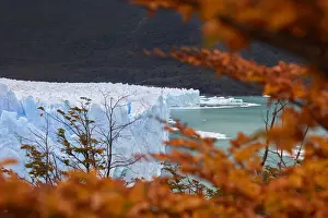 The Perito Moreno Glacier framed by red Lengas trees in autumn, Los Glaciares National Park, El Calafate, Argentina