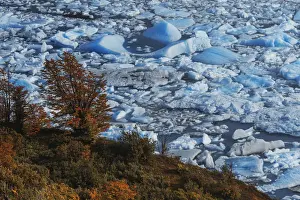 Latin Prints: Perito Moreno lagoon contrasting with autumn vegetation, Los Glaciares National Park