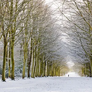 Single Person Prints: Person on Avenue of Beech Trees in Winter, Felbrigg Estate, Norfolk, England