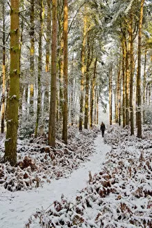 Person Walking in Pine Forest in Winter, Holt Country Park, Norfolk, England
