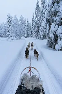 Sport Prints: Personal perspective of a person dog sledding in the snowy forest, Lapland, Finland